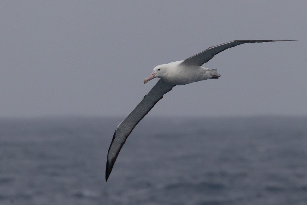Southern Royal Albatross - ML643188557
