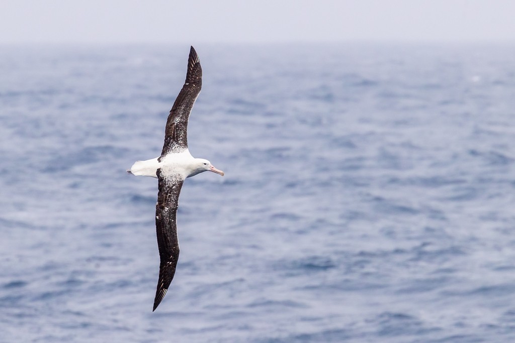 Southern Royal Albatross - ML643188558