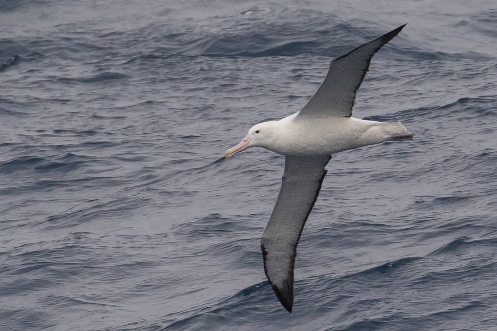 Southern Royal Albatross - ML643188559
