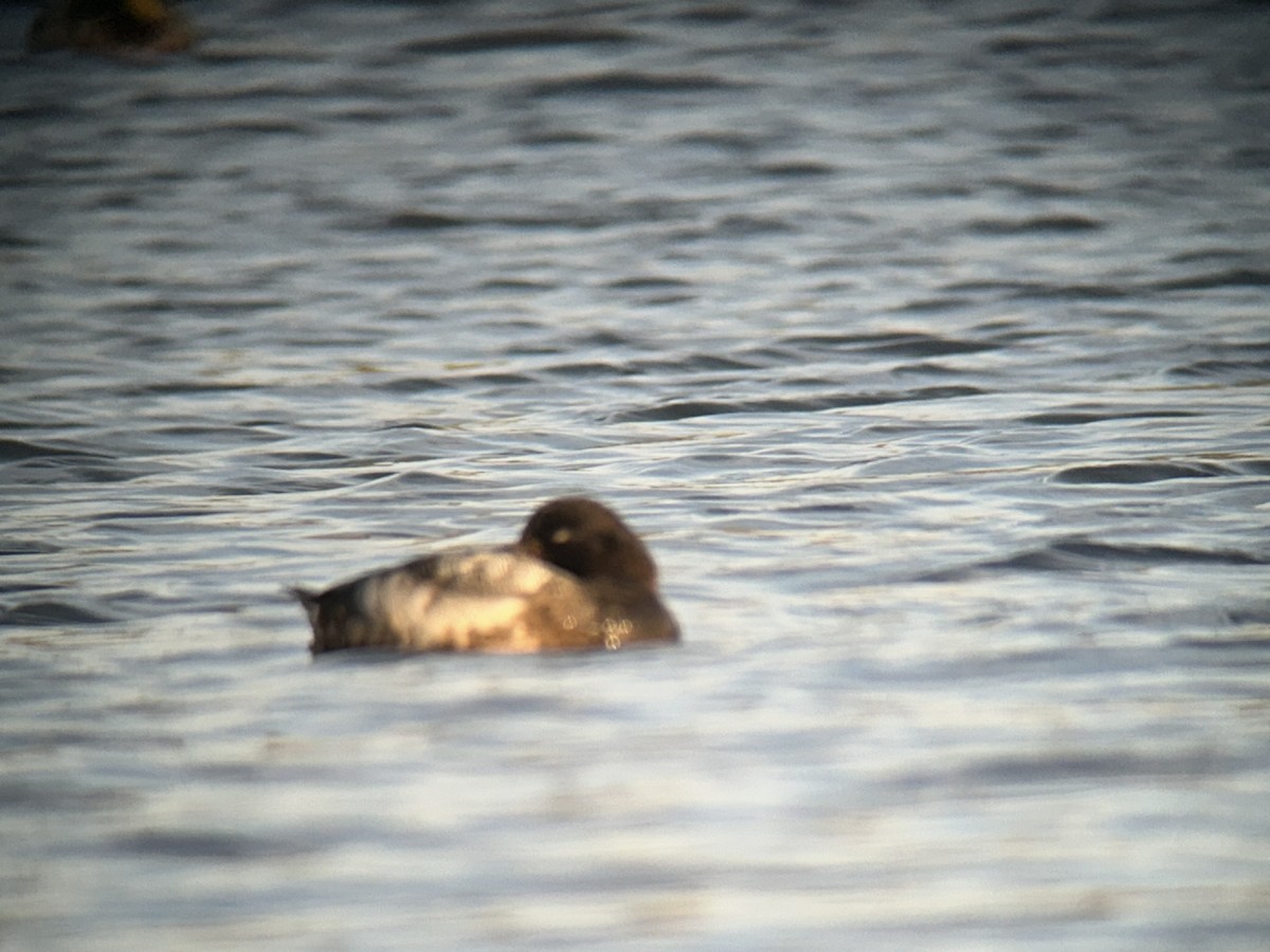 Greater Scaup - ML643188587