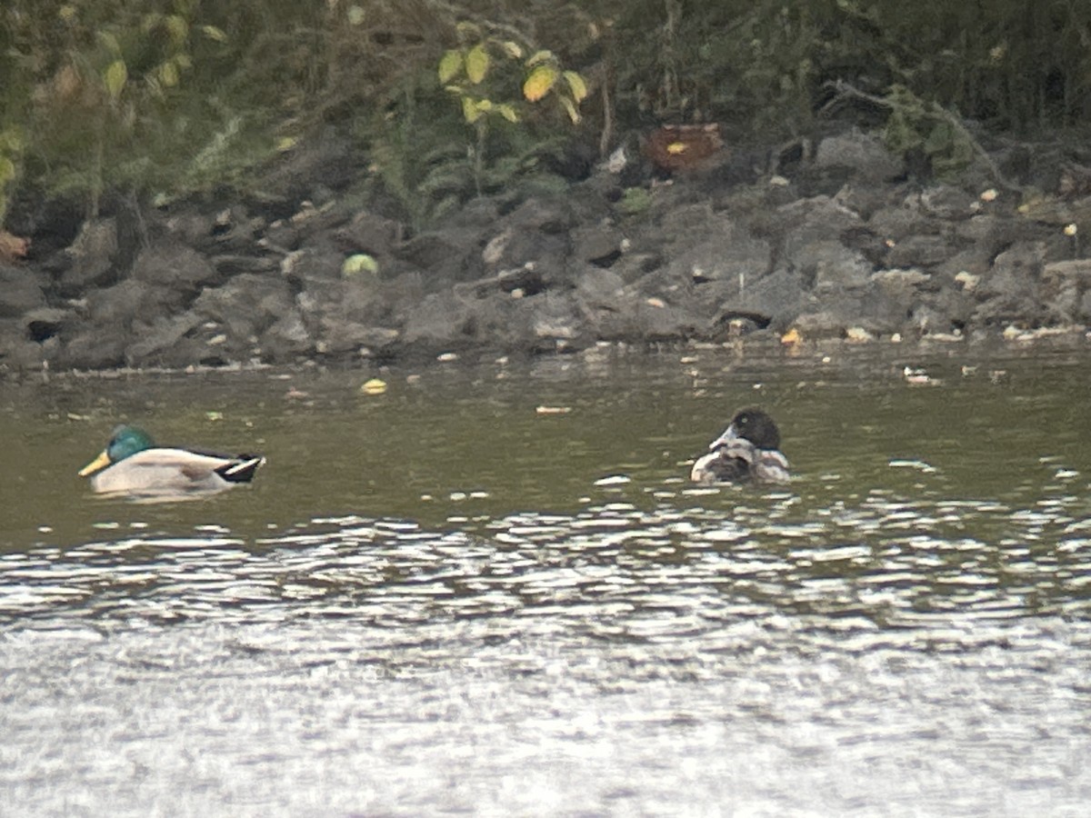 Greater Scaup - ML643188588