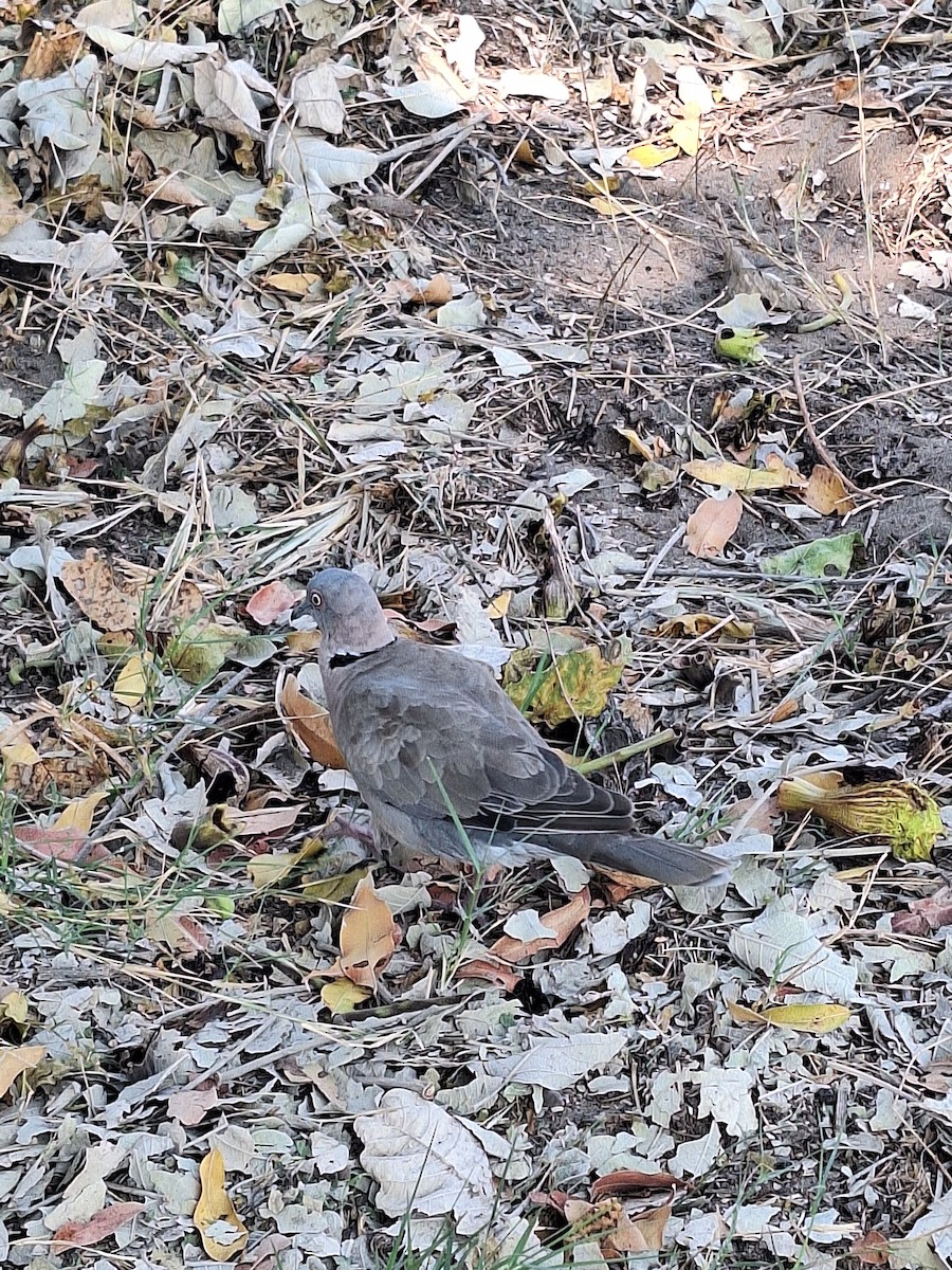 Mourning Collared-Dove - ML643188603