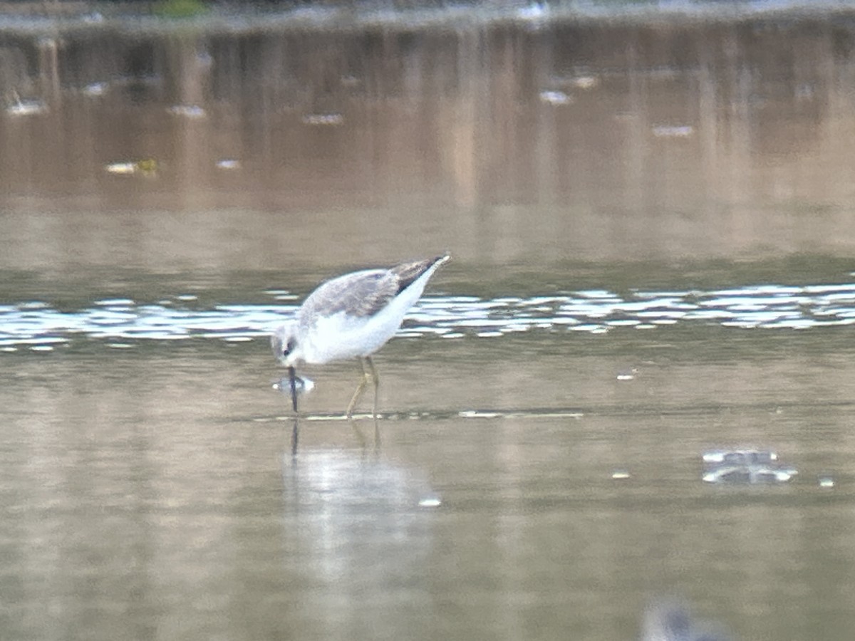 Marsh Sandpiper - ML643188627