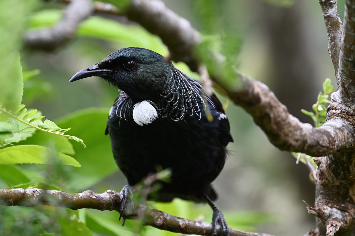 Tui - ML643188629