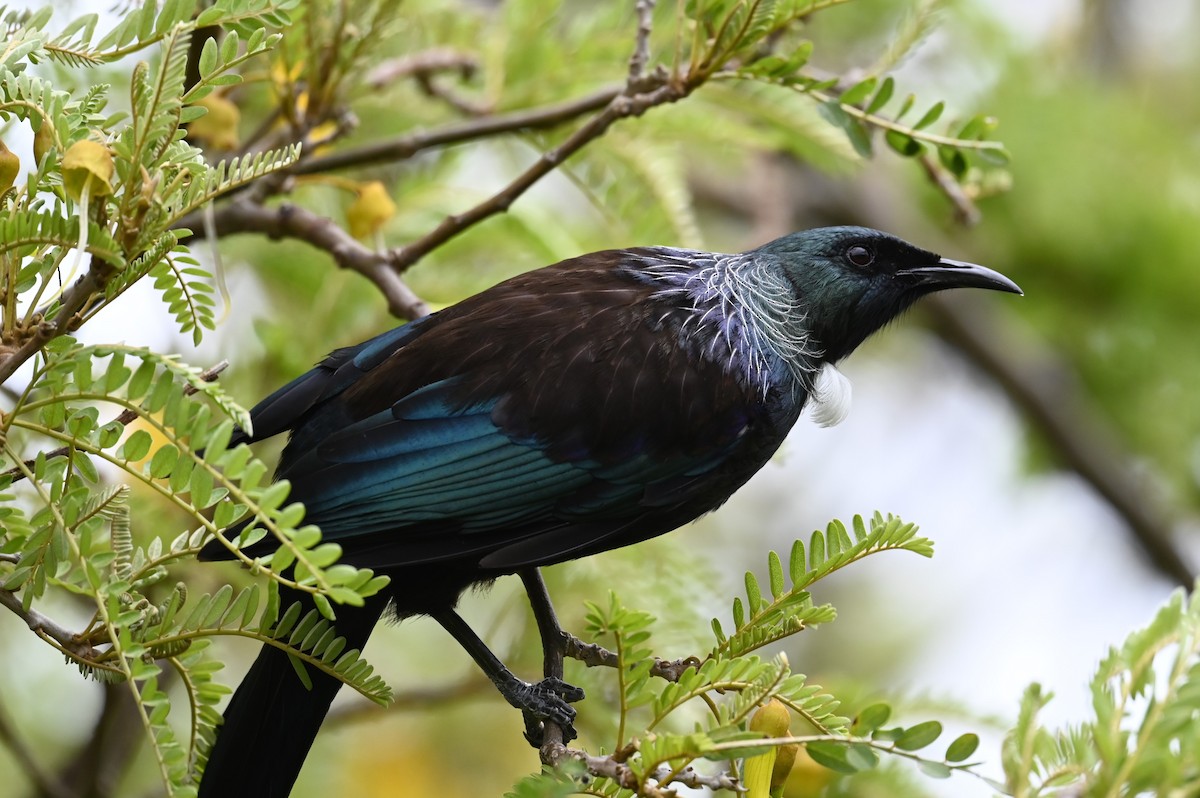 Tui - ML643188630