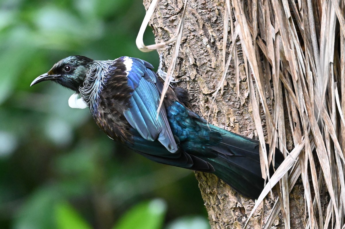 Tui - ML643188631
