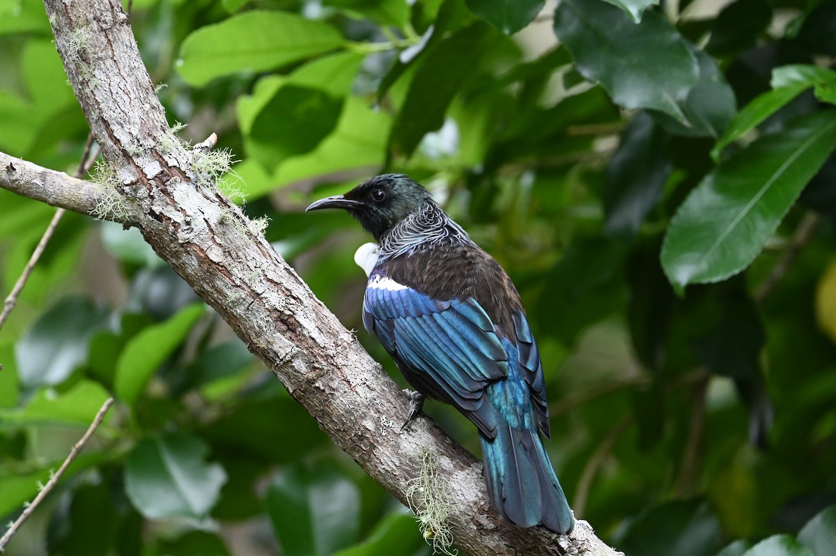 Tui - ML643188633