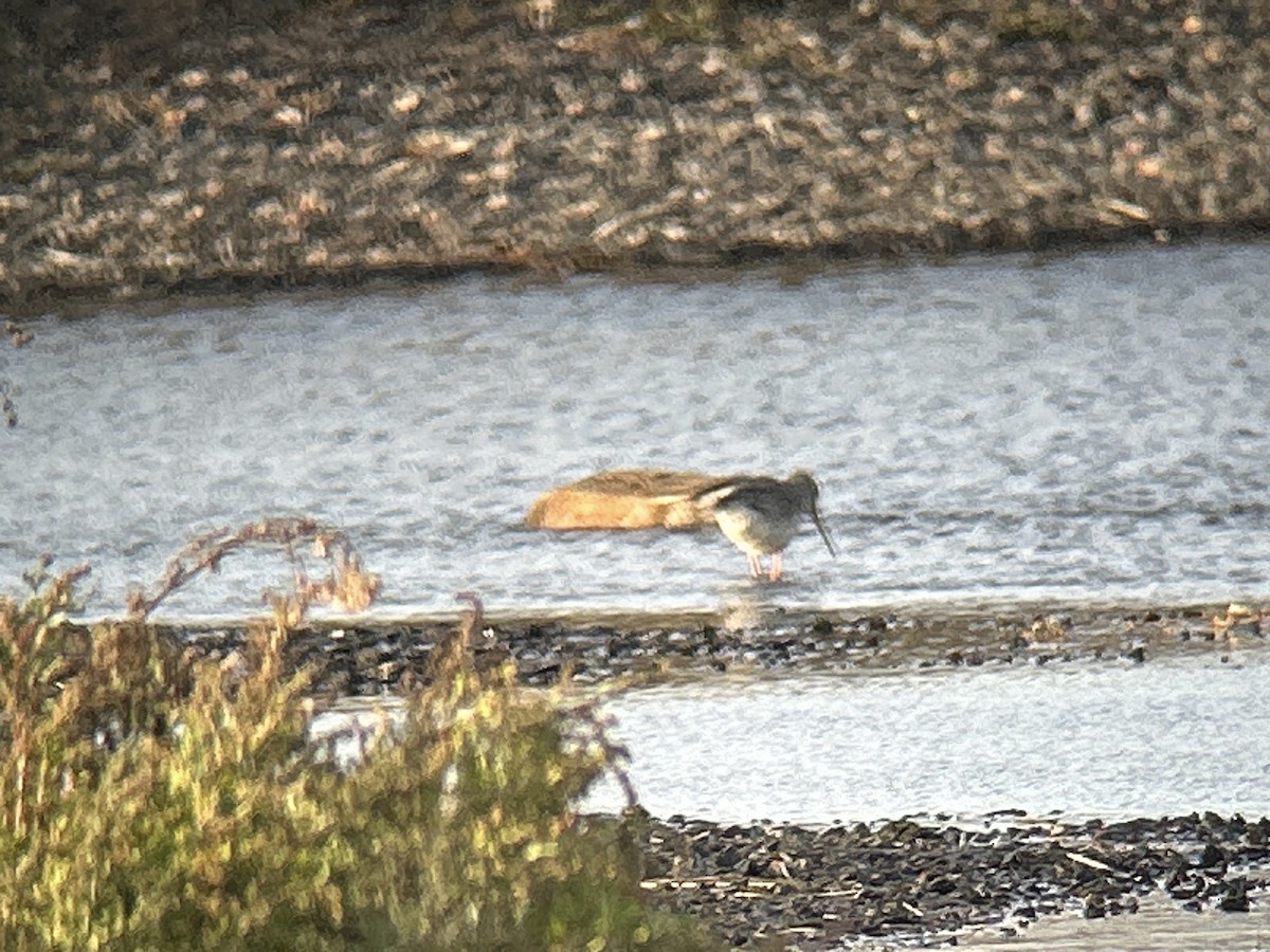 Spotted Redshank - ML643188649