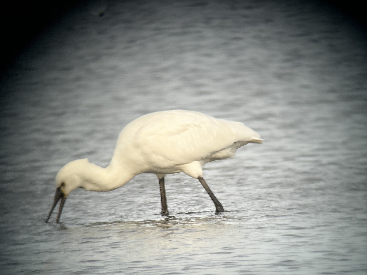 Eurasian Spoonbill - ML643188667