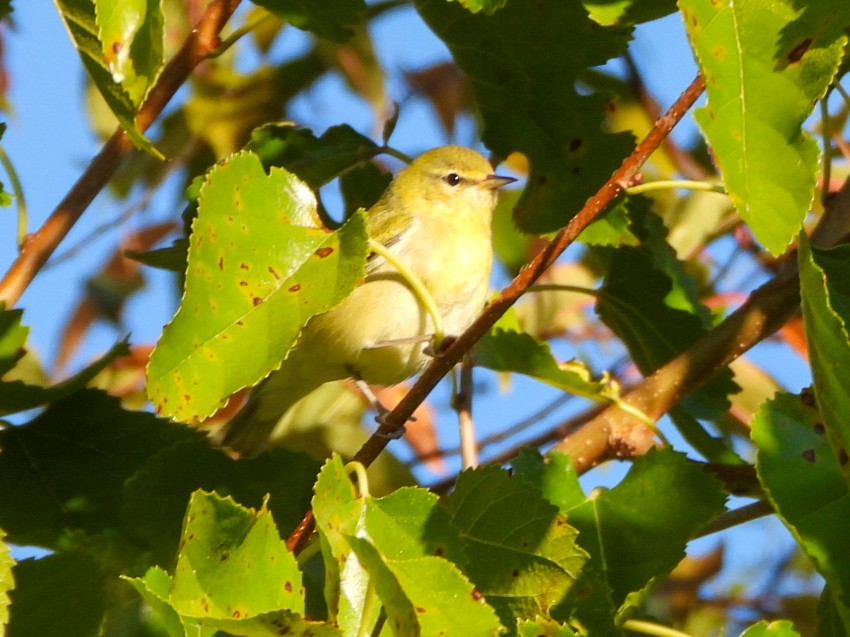 møllparula - ML643188669