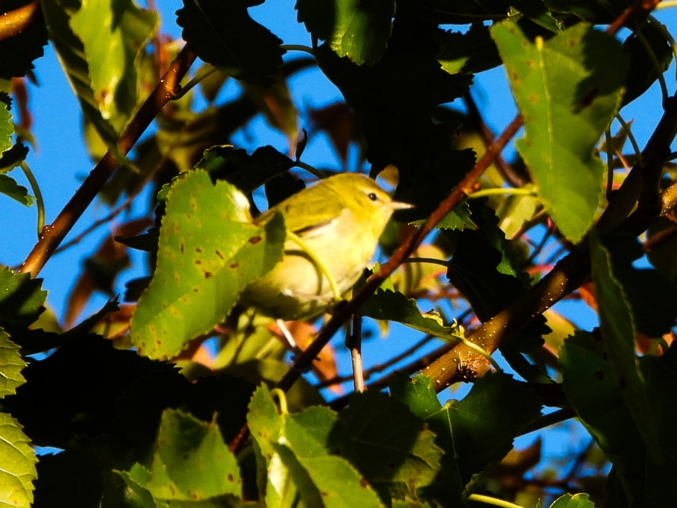møllparula - ML643188670