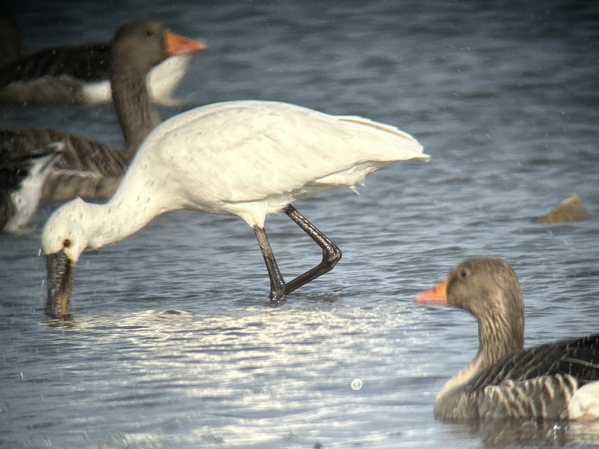 Eurasian Spoonbill - ML643188676