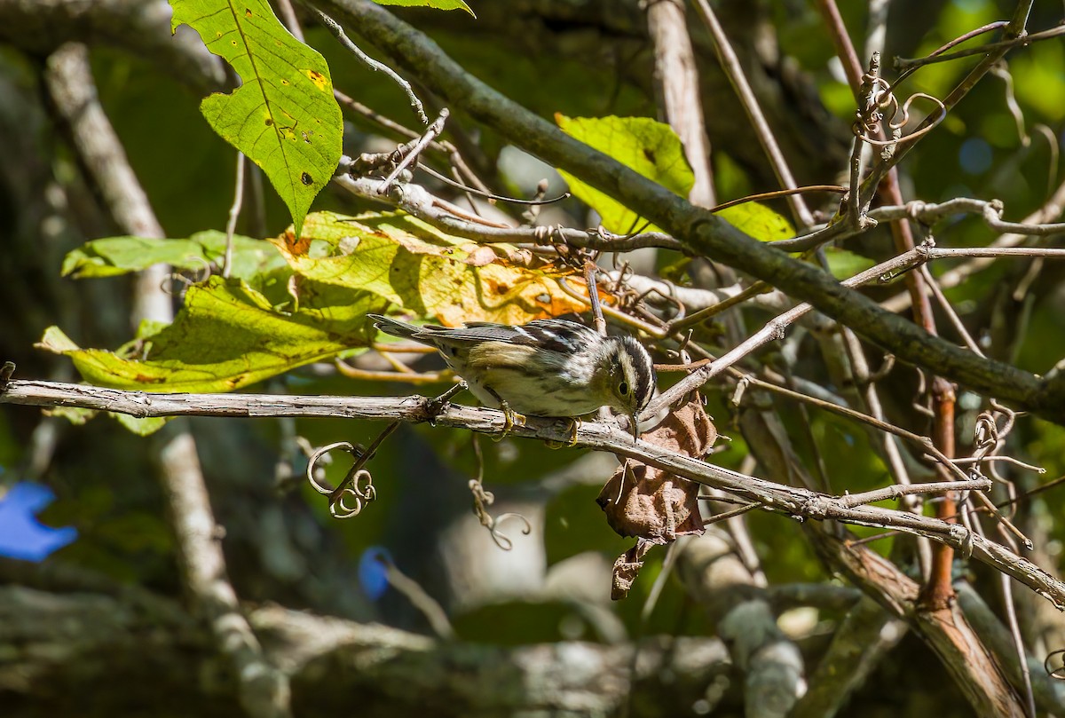 Black-and-white Warbler - ML643188697