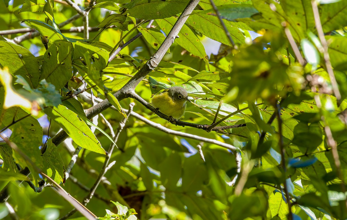 Nashville Warbler - ML643188699