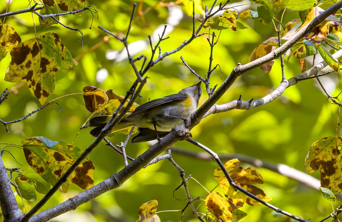 American Redstart - ML643188710