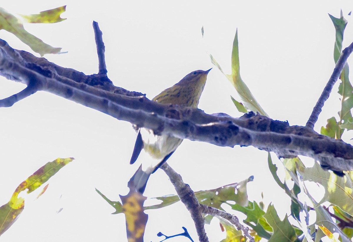 Cape May Warbler - ML643188711