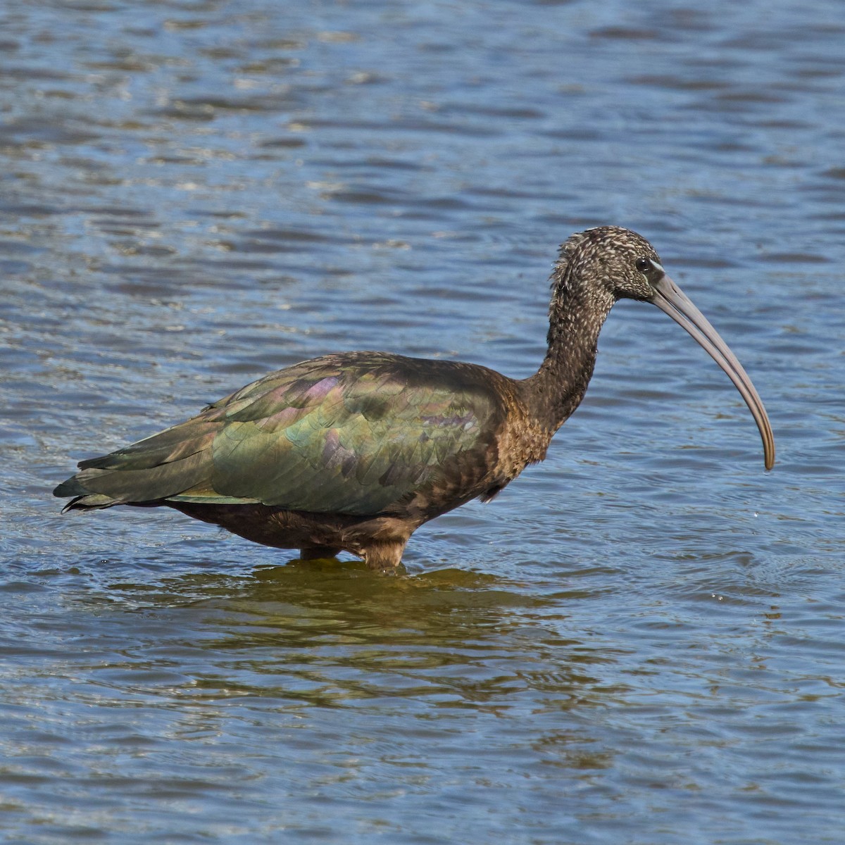 Glossy Ibis - ML643188716