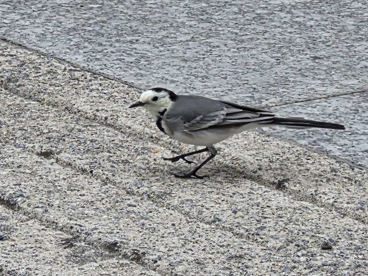 Хөх цэгцгий - ML643188717
