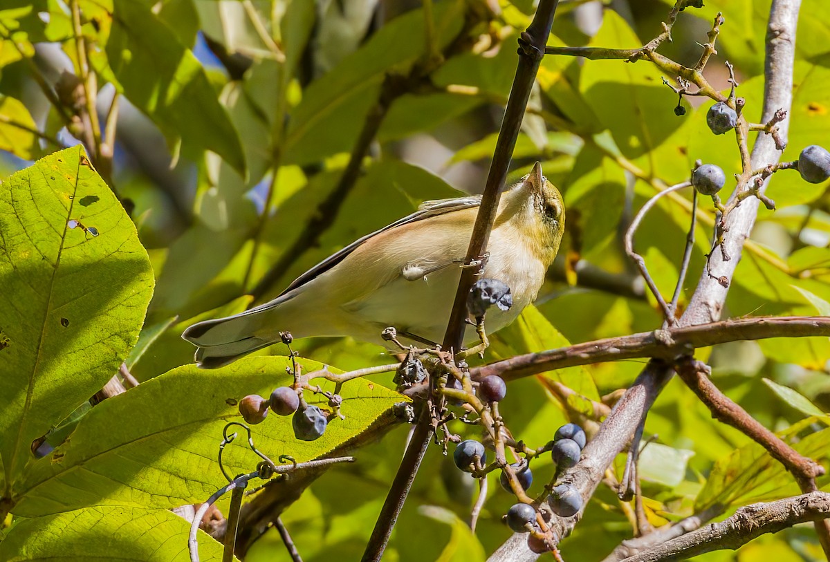 Bay-breasted Warbler - ML643188718