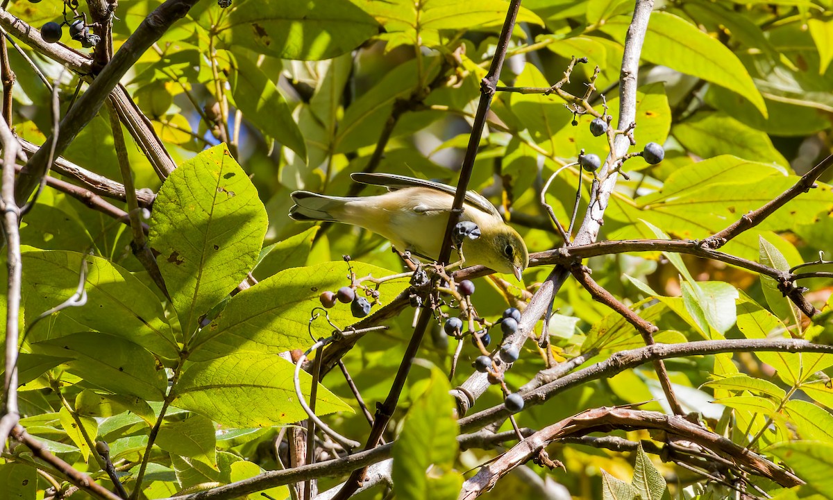 Bay-breasted Warbler - ML643188719
