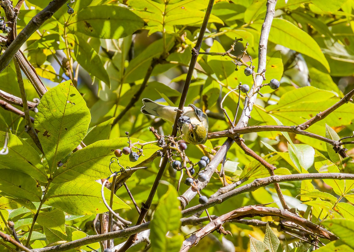 Bay-breasted Warbler - ML643188720