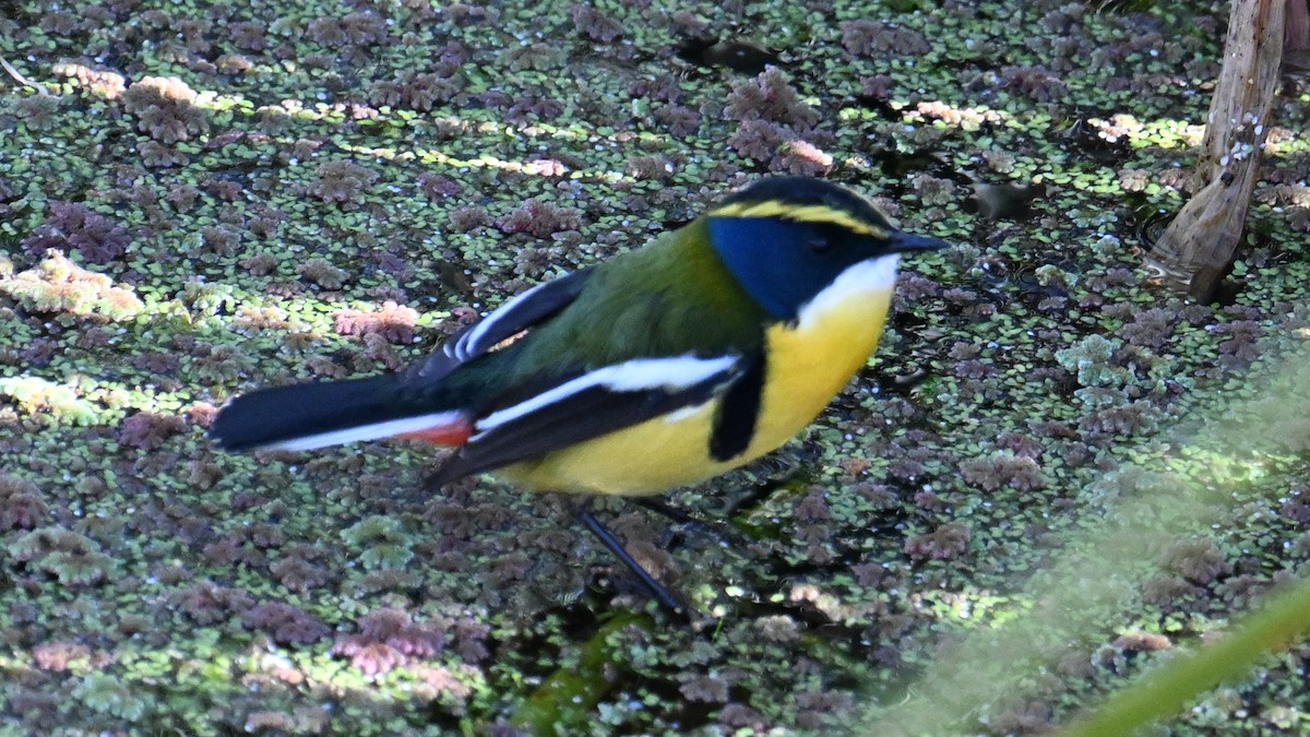 ゴシキタイランチョウ - ML643188726