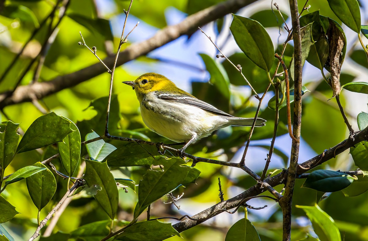Black-throated Green Warbler - ML643188729