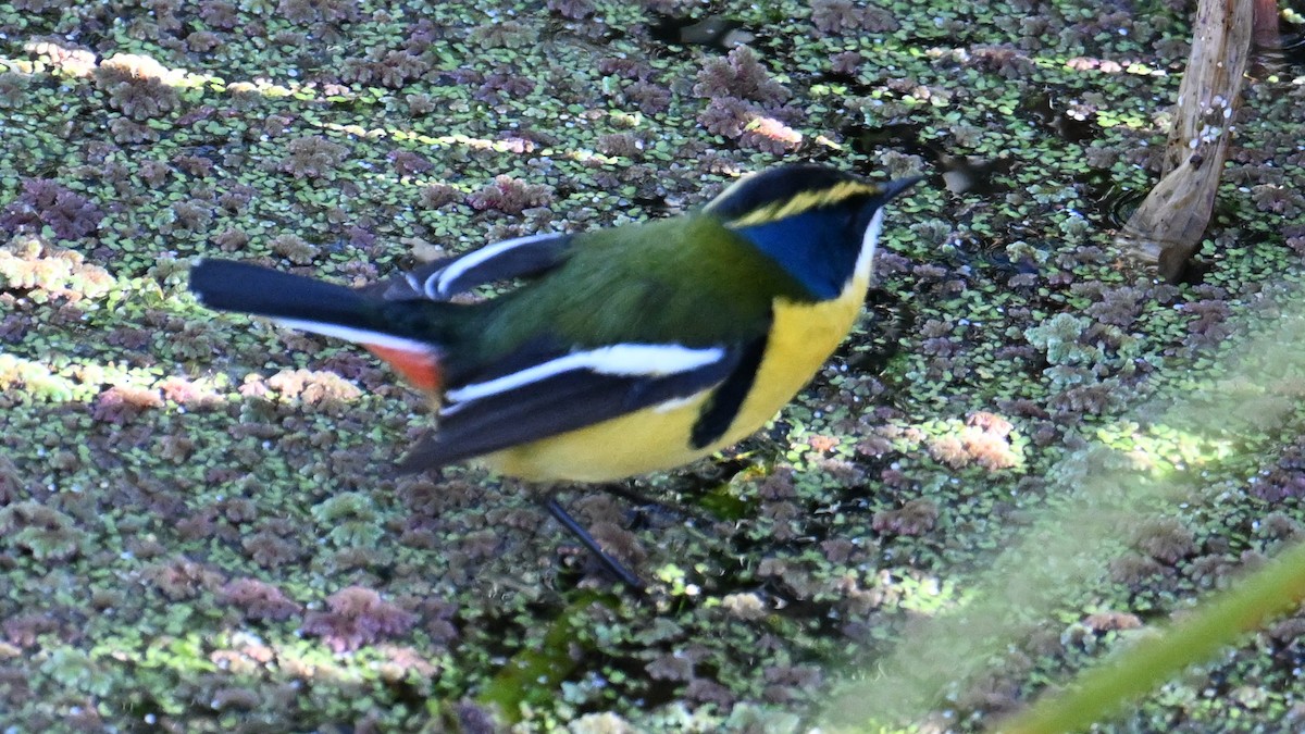 ゴシキタイランチョウ - ML643188733