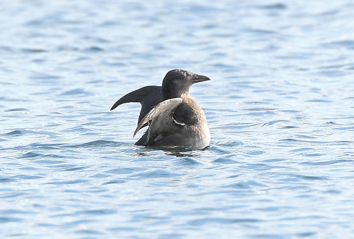 Rhinoceros Auklet - ML643188734