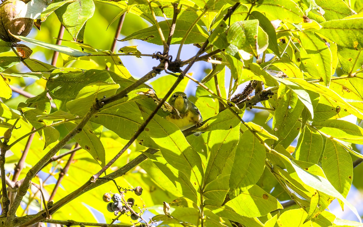 Northern Parula - ML643188742