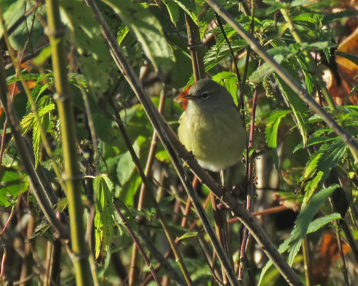 Orange-crowned Warbler - ML643188743