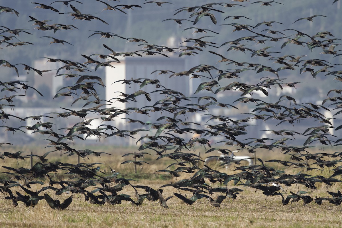 Glossy Ibis - ML643188758