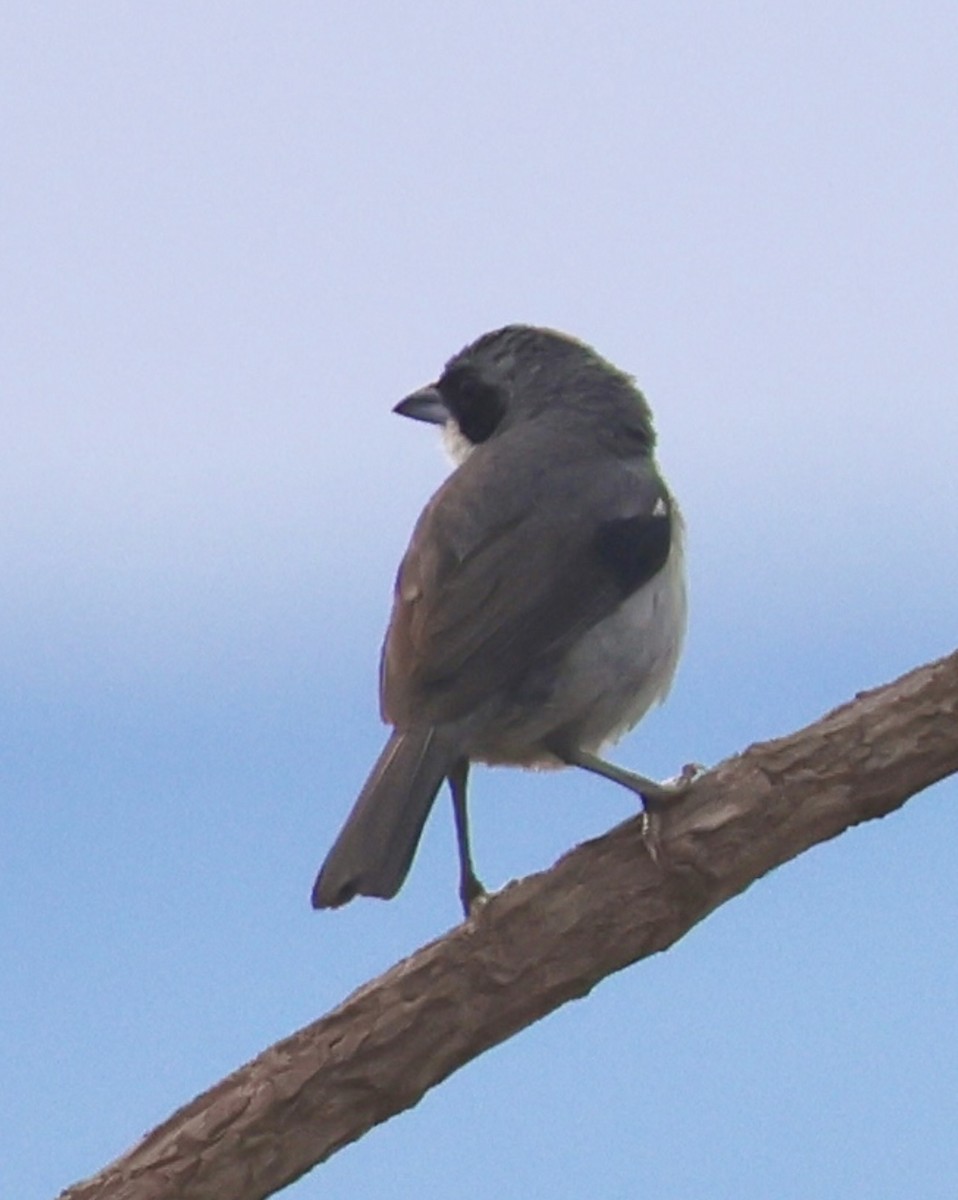 Tangara Bandeada - ML643188782