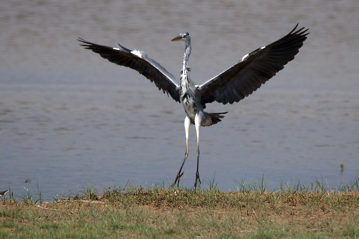 Gray Heron - ML643188783