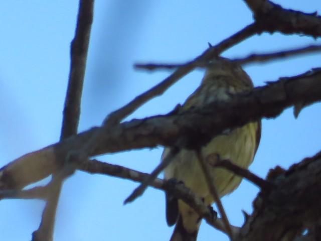 Yellow-rumped Warbler - ML643188787