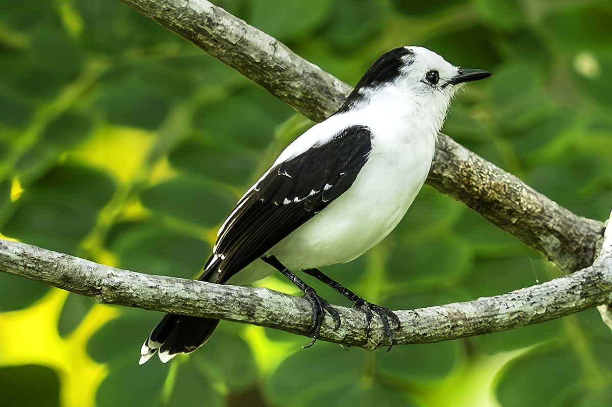 Pied Water-Tyrant - ML643188789