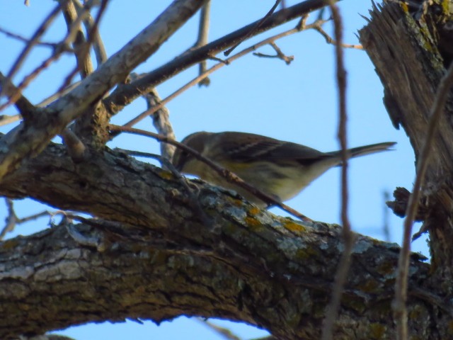 Yellow-rumped Warbler - ML643188792