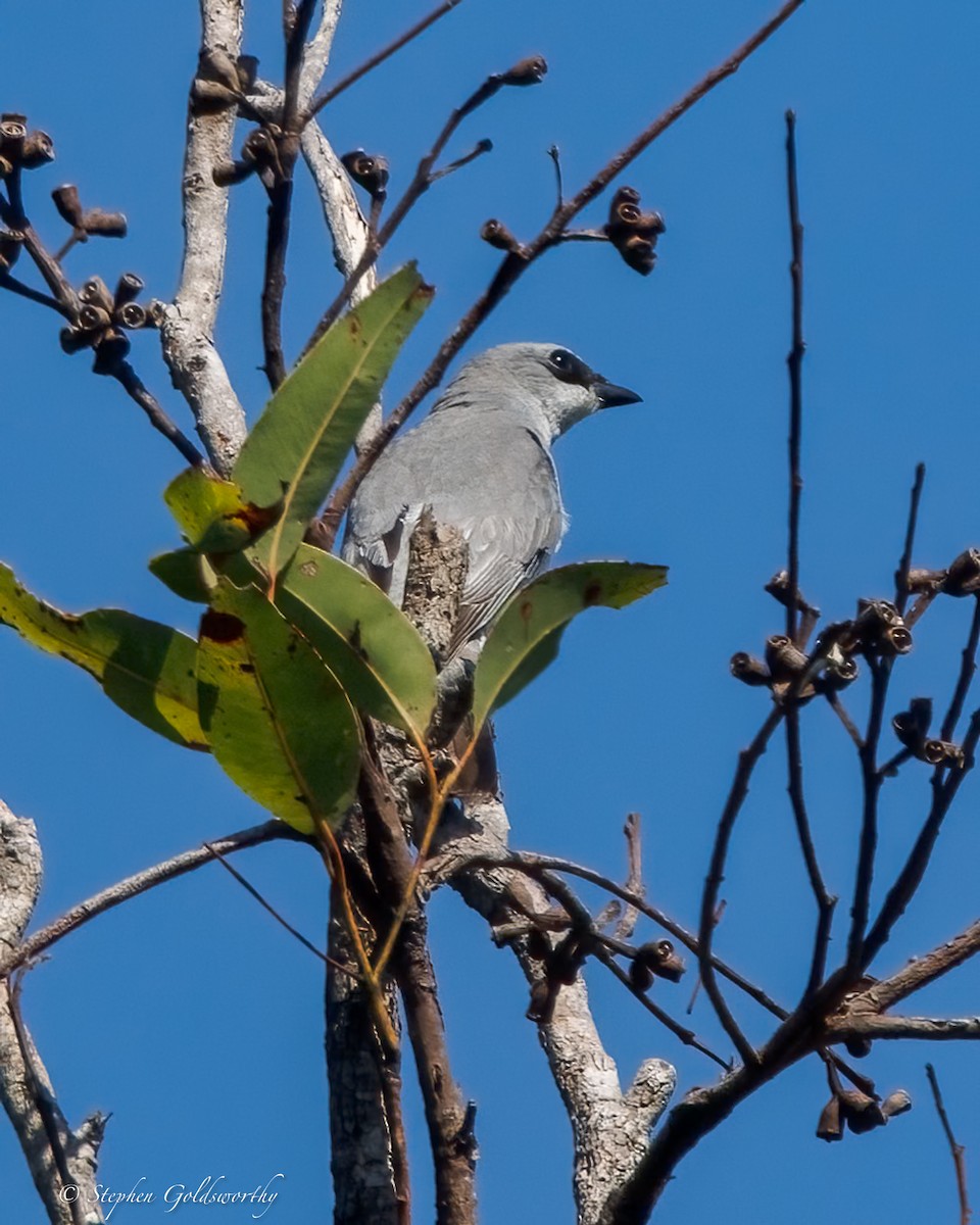 White-bellied Cuckooshrike - ML643188810