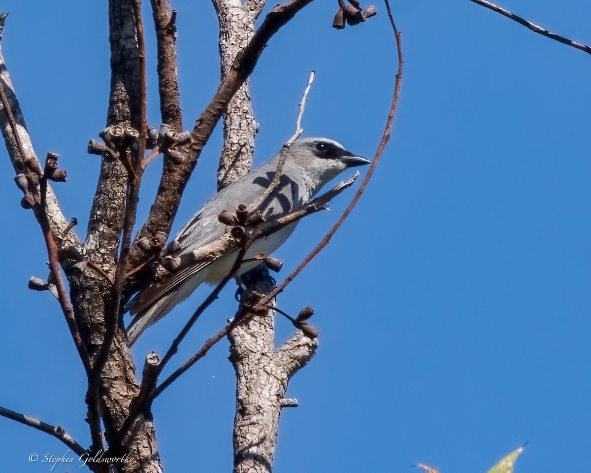 White-bellied Cuckooshrike - ML643188811