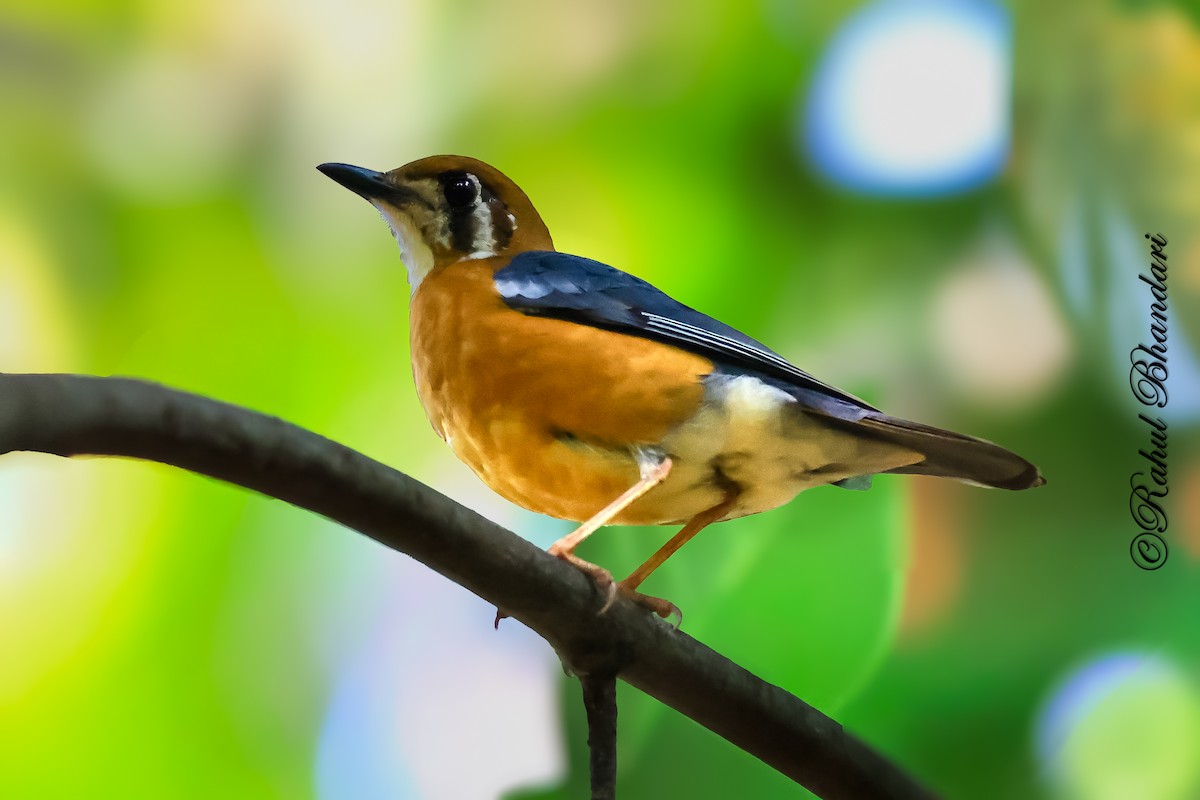 Orange-headed Thrush - ML643188826