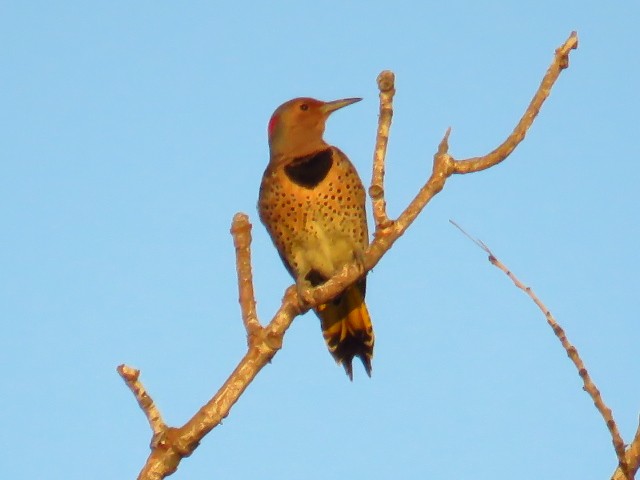 Northern Flicker (Yellow-shafted) - ML643188828