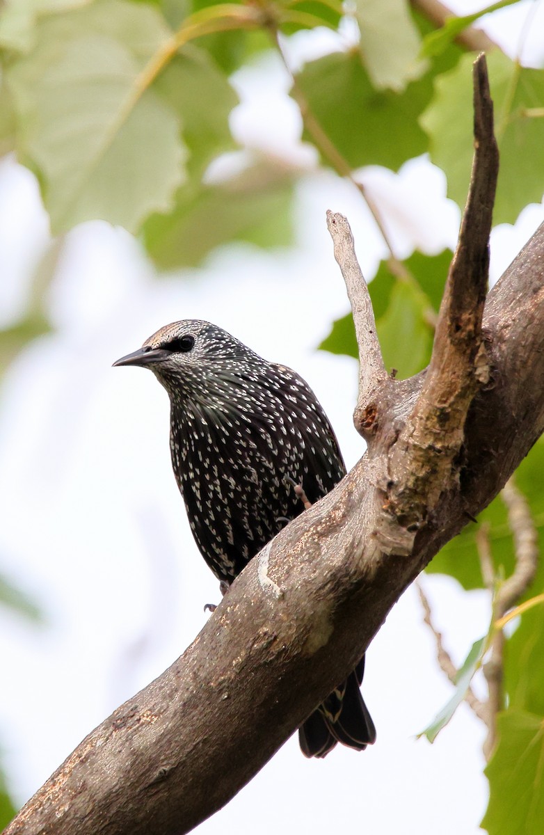 European Starling - ML643188829