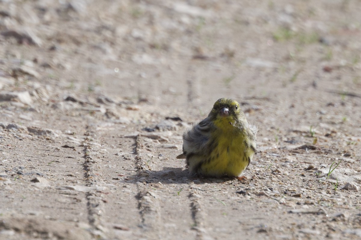 Serin cini - ML643188835