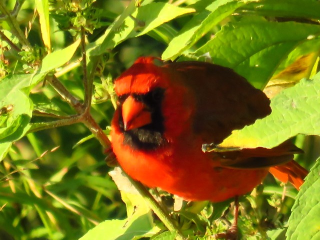 Northern Cardinal - ML643188844
