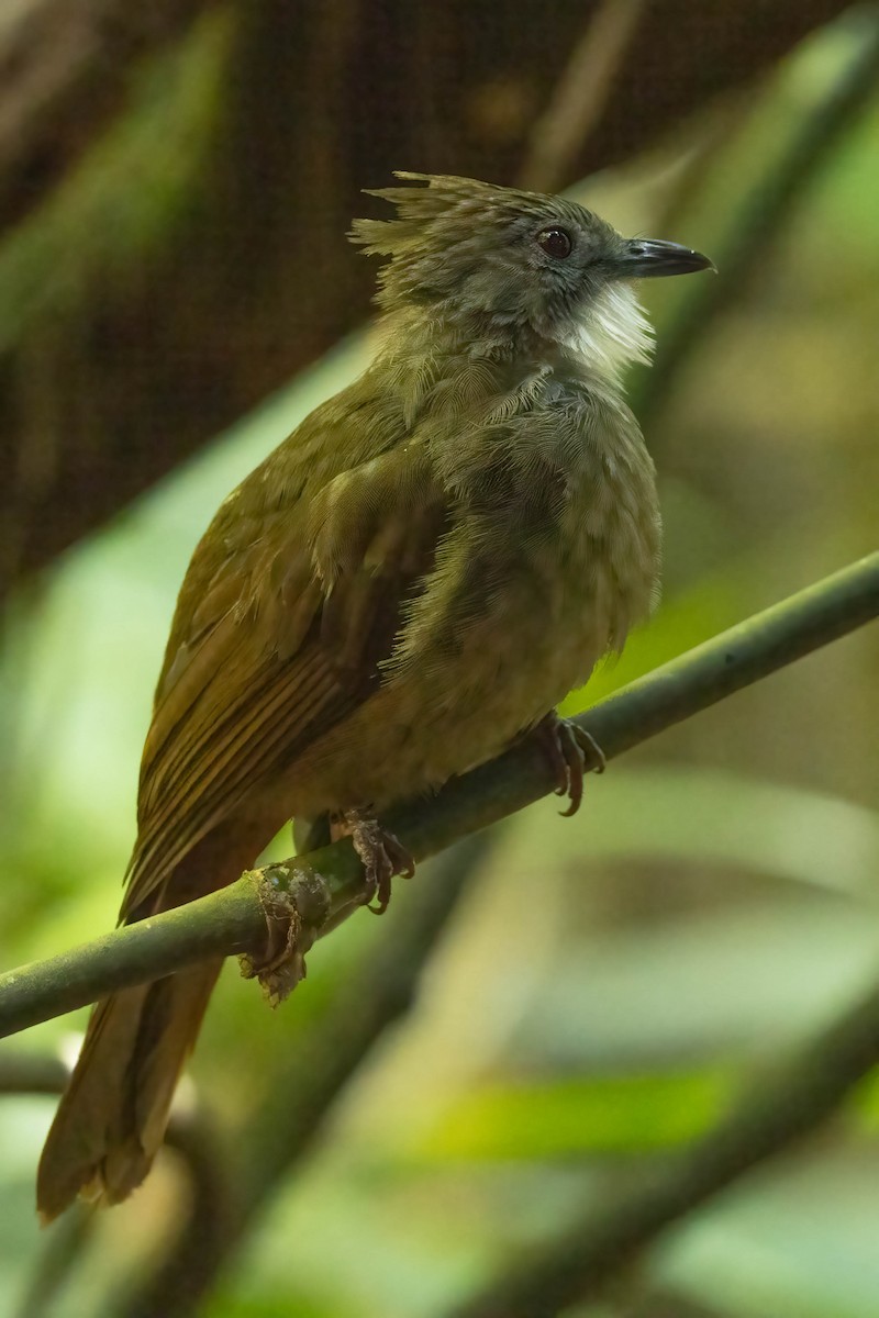 Penan Bulbul - ML643188854