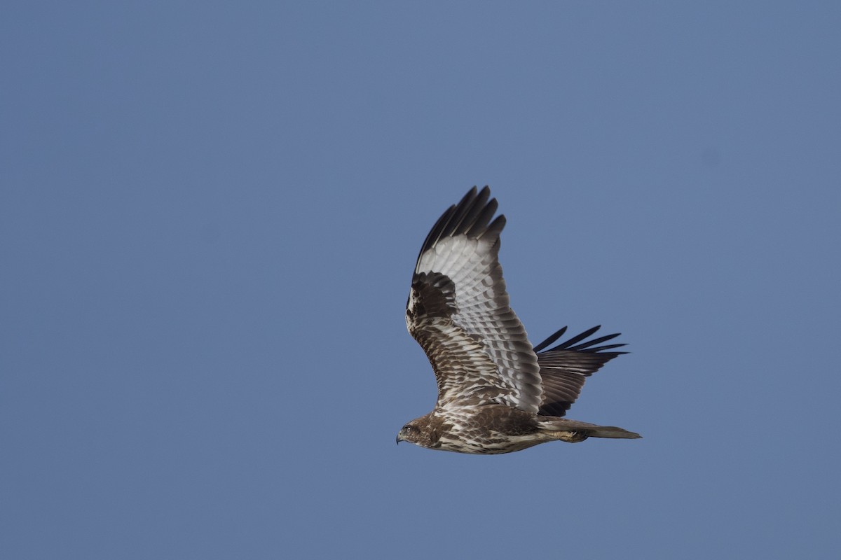 Buse variable - ML643188859