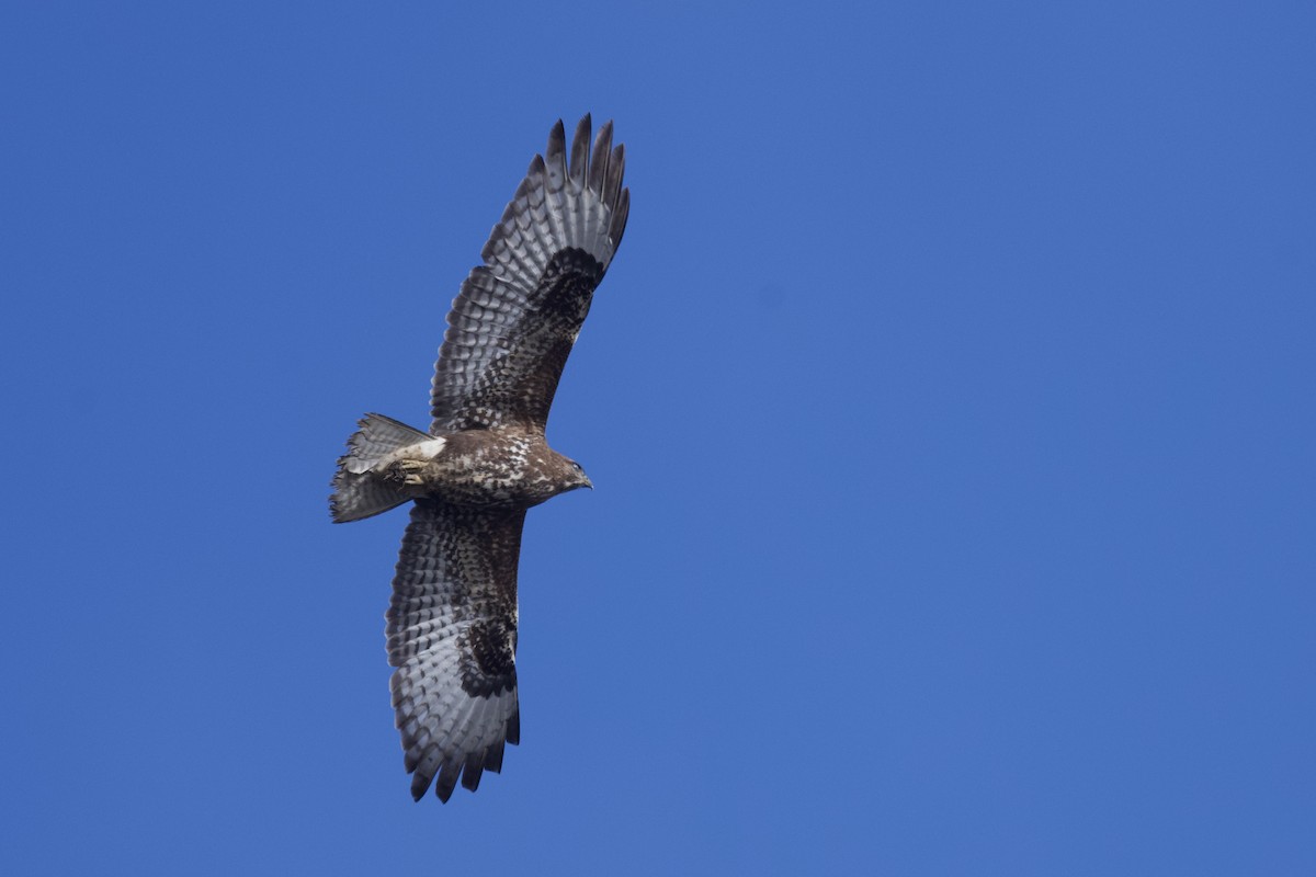 Buse variable - ML643188861