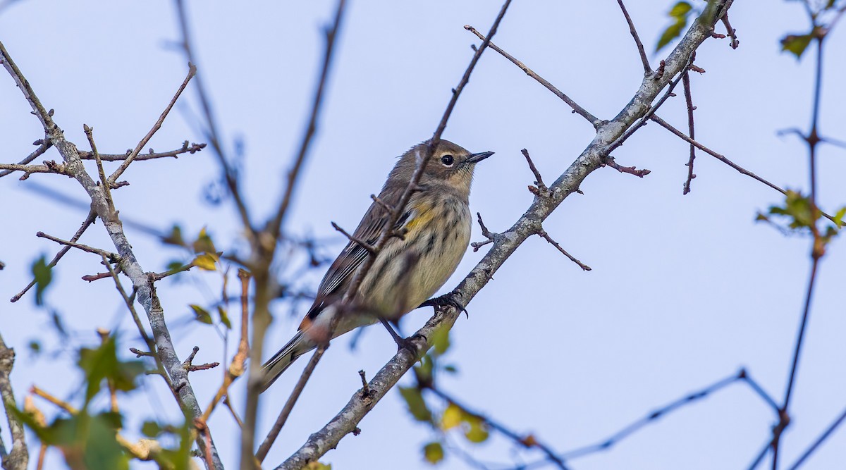 Yellow-rumped Warbler - ML643188863