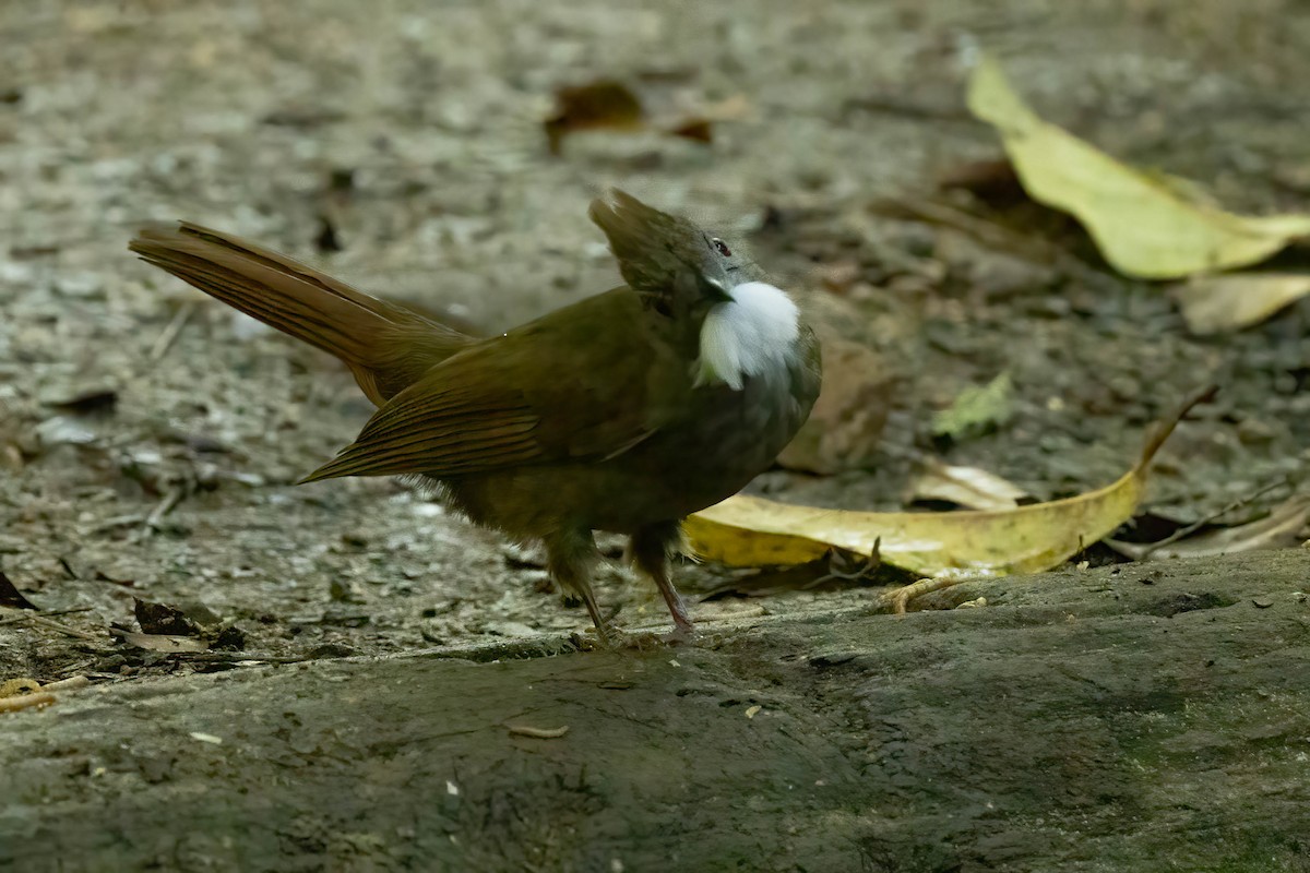 Penan Bulbul - ML643188874
