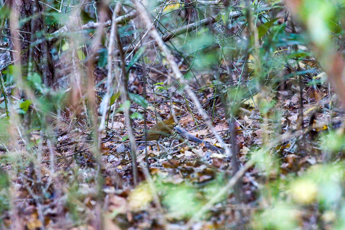 Wood Thrush - ML643188878